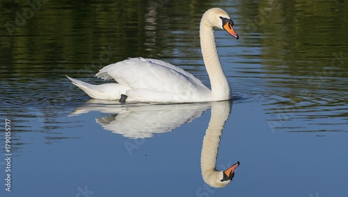 Fototapeta Naklejka Na Ścianę i Meble -  Single white swan with its reflection on the water, symbolizing tranquility and grace