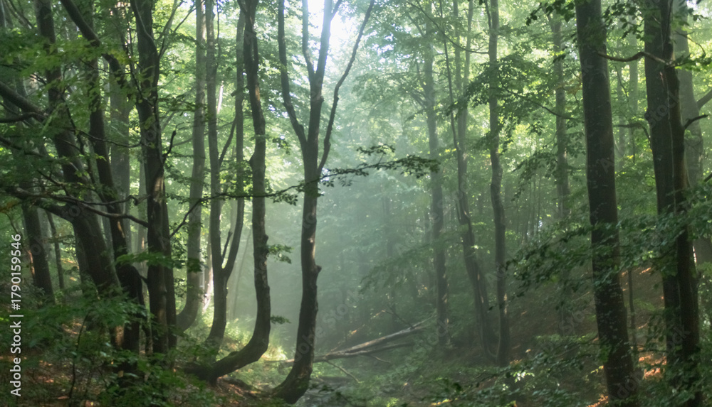 Obraz premium Beech Forest in Morning Fog, Carpathians