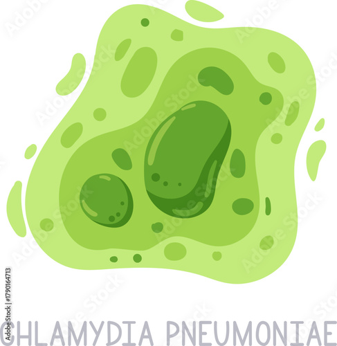 Chlamydia pneumoniae bacterium infecting human respiratory system