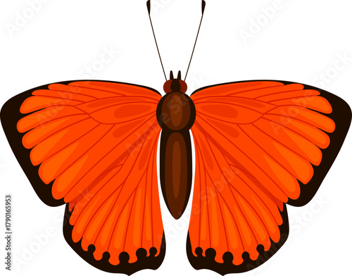 Bright orange butterfly spreading its wings
