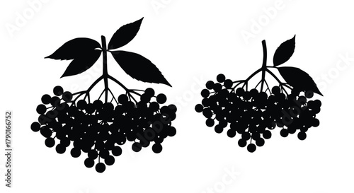 Black elderberry branches with clusters of dark berries illustration