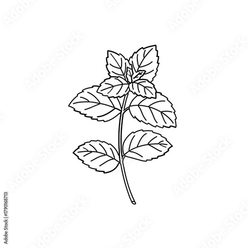 Vector illustration of mint leaves in simple black line art minimal style for herbal, botany, and natural design
