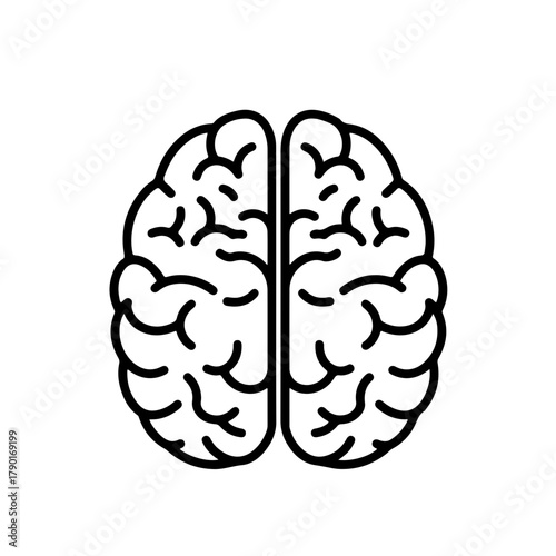 Human brain hemispheres detailed simplified anatomical organ neurology science reference study vector outline art