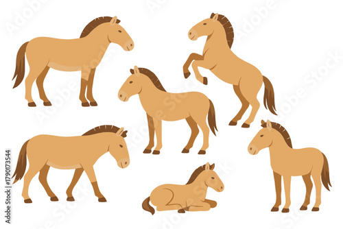Przewalski's horses in various poses and actions