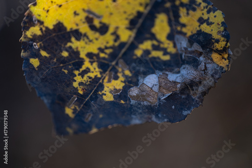 Photos Close-up of decaying autumn leaf with dark texture