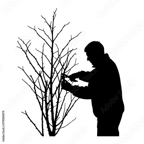 Silhouette of man meticulously pruning thorny branches with garden shears, focused gardener at work