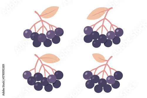 Dark purple berry clusters with pale leaves and stems