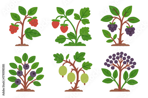 Six stylized berry plants including raspberry, strawberry, blackberry, blueberry, and elderberry