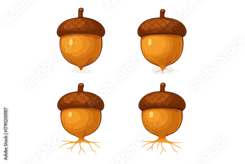 Four stages of acorn germination and growth sequence