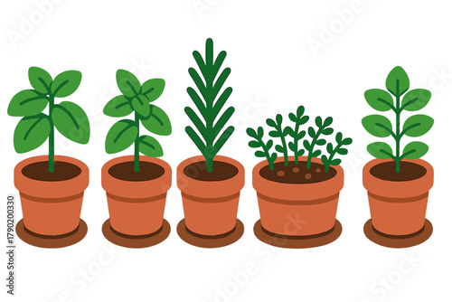 Five green potted herbs and seedlings in terracotta containers