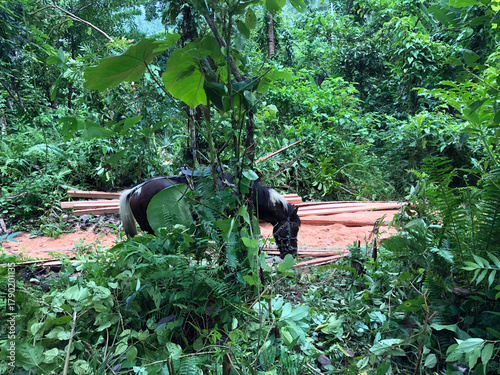 Fotografija black workhorse grazes in a forest where loggers load heavy coconut lumber in a farm field
