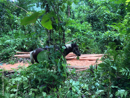 Slika na platnu black workhorse grazes in a forest where loggers load heavy coconut lumber in a farm field