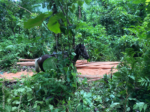 Slika na platnu black workhorse grazes in a forest where loggers load heavy coconut lumber in a farm field