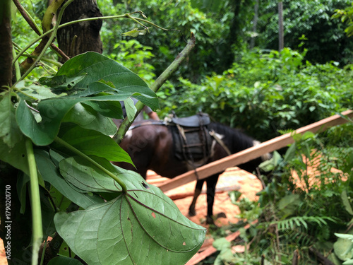 Slika na platnu black workhorse grazes in a forest where loggers load heavy coconut lumber in a farm field