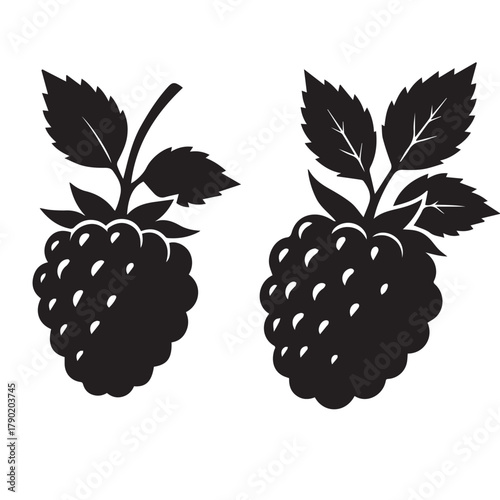 Fresh Blackberries Isolated on White Background