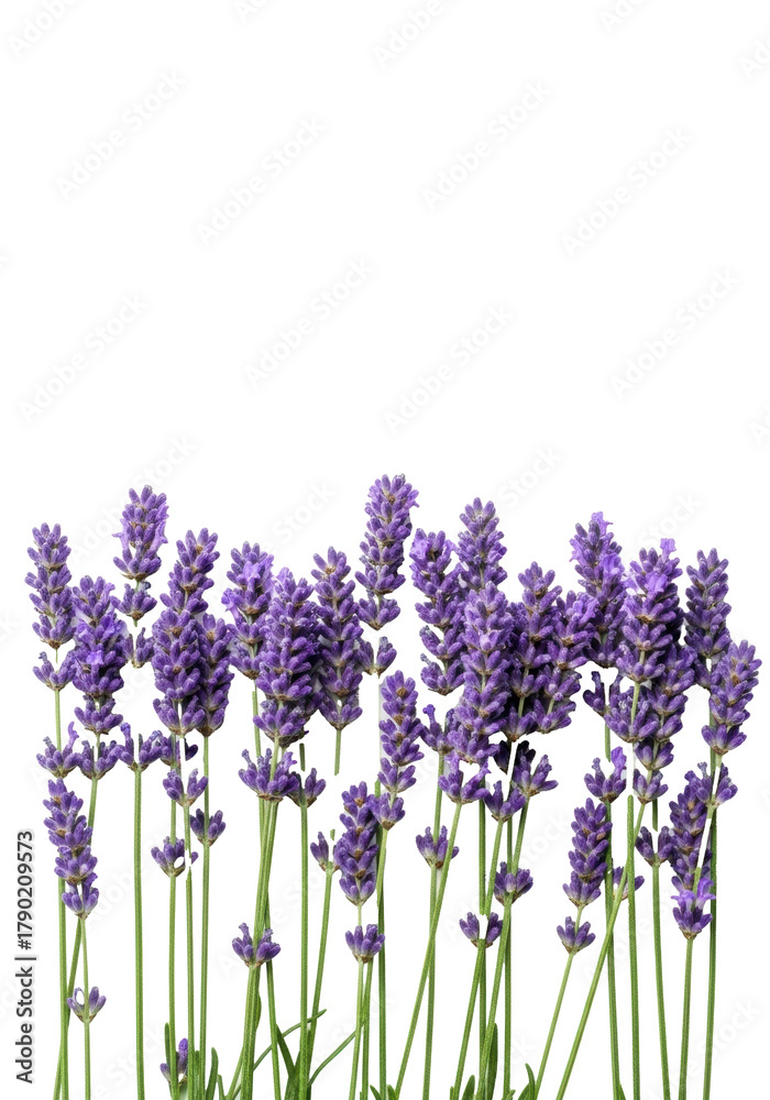 Obraz premium Numerous delicate purple lavender stalks with vibrant violet-purple flower spikes, dewy, in a photorealistic macro studio shot against a transparent background with copy space. Concept of natural