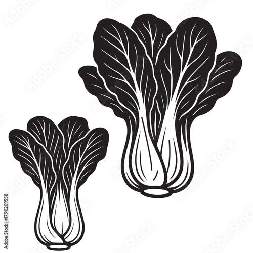 Chinese Cabbage Silhouette Vector Illustration Isolated on White Background