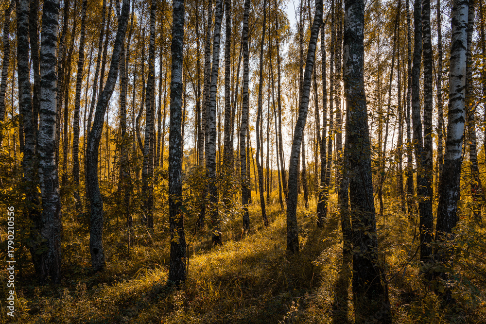 Obraz premium Sun setting through birch tree forest. Golden light illuminating autumn landscape in grove. Natural scenic view for wallpaper design.