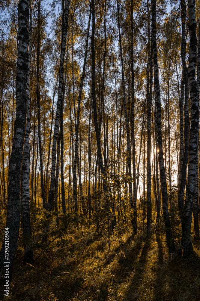 Fototapeta premium Sun setting through birch tree forest. Golden light illuminating autumn landscape in grove. Natural scenic view for wallpaper design.