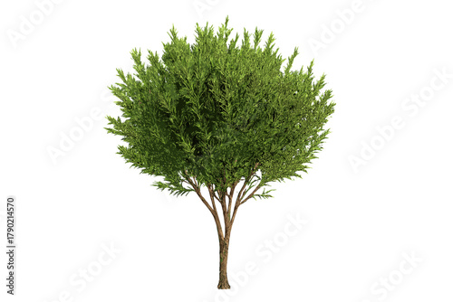 Dense green coniferous shrub or small tree isolated on a white background