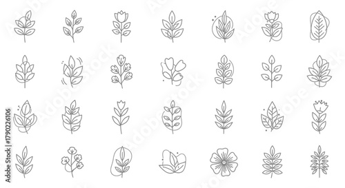 Elegant floral and leaf vector collection, diverse botanical line art illustrations of plants