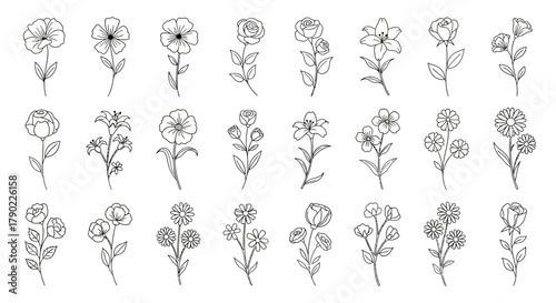 Elegant botanical illustration featuring a diverse collection of floral designs and line art in