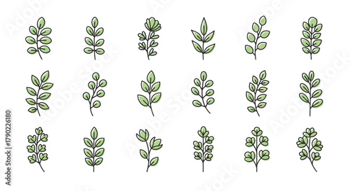 Botanical sketch of various leaf and foliage designs presenting an organic and natural aesthetic