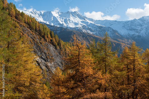 Snow-Capped Mountains and Yellow Autumn Forest in the Alps