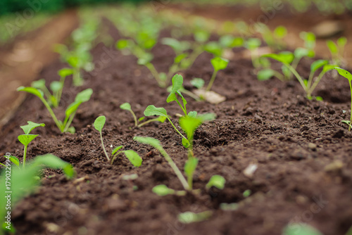 Young plants sprouting in a row in rich soil representing new beginnings