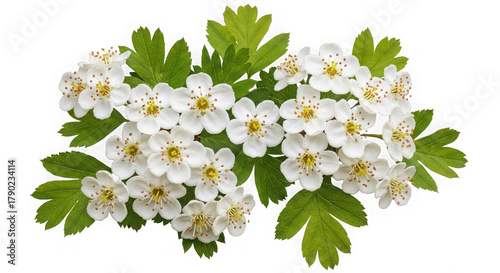 Cluster of white hawthorn flowers with green leaves isolated on transparent background