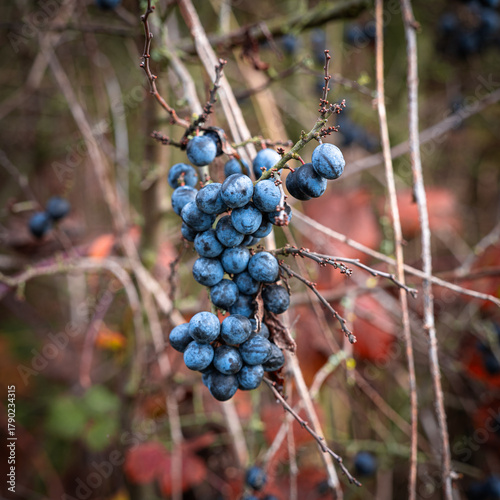 Obraz na plátně Abundant harvest of ripe blue sloe berries on wild blackthorn bush in autumn