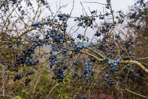 Abundant harvest of ripe blue sloe berries on wild blackthorn bush in autumn. Large fruits of Prunus spinosa used for jams, wine, gin and traditional herbal medicine.