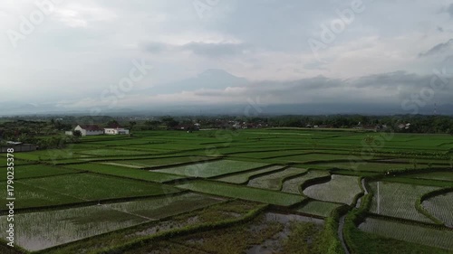 rice terraces in gemuruh 4k