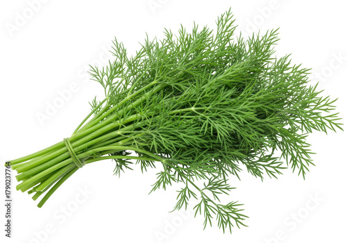 Fotografie Isolated bunch of fresh dill, dill herb for healthy cooking, flavoring, or herba