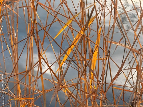 dry yellow reed grass on the pond