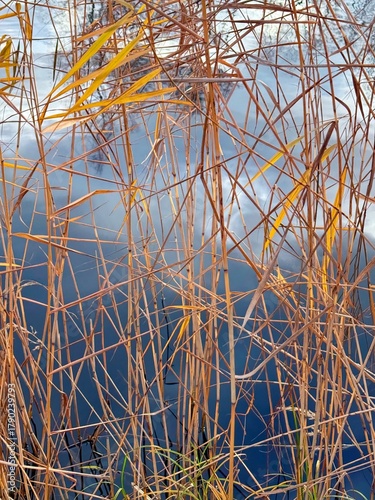 dry yellow reed grass on the pond