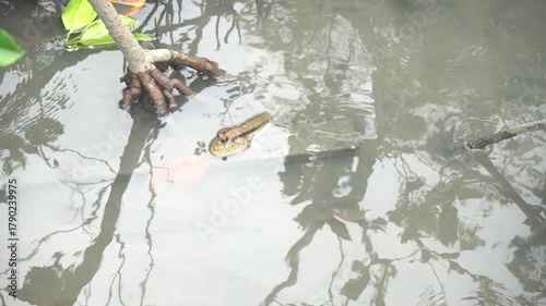Climbing fish in mangrove forests in Thailand
