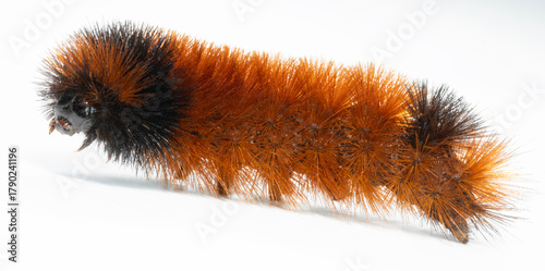 Photography Bright orange and black hairy catepillar