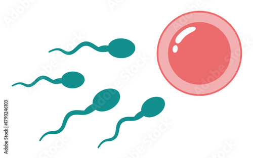 Sperm cells approaching an egg cell Keywords: sperm, egg, cell, fertilization, reproduction