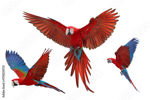 Collage of three macaw parrots isolated on transparent background png file