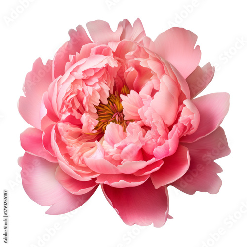 peony flowers isolated on white	
