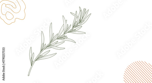 Elegant hand-drawn line art illustration of a rosemary sprig, featuring subtle abstract shapes on a clean white background.