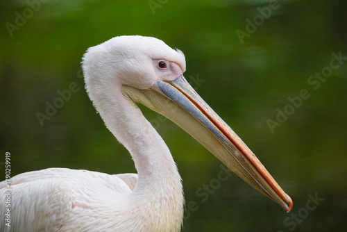 American white pelican in the nature  - France