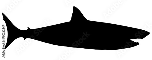 Great white shark silhouette in black and white against a clean white background. This powerful predator appears menacing and elegant in minimalist style. Side view
