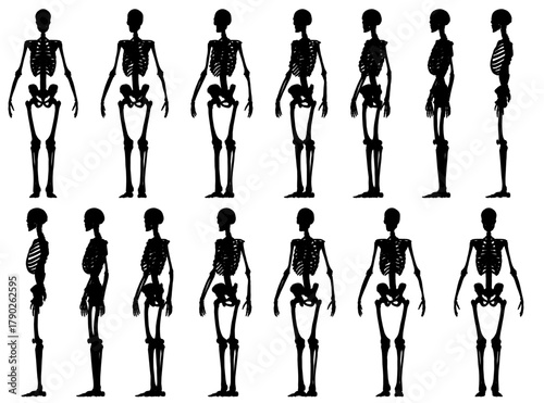 Human skeleton silhouettes in black on white background, showcasing anatomical details and bone structure. This medical illustration set highlights the complexity of human physiology.
