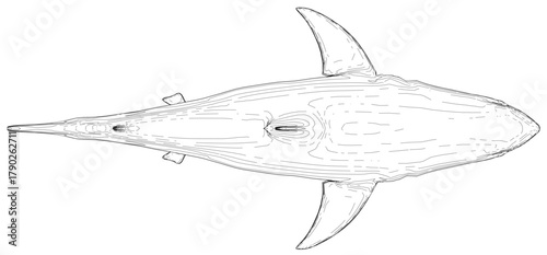 Great white shark contour drawing in black and white on a clean background. The shark has a slender body, pointed snout, large round eyes, and visible scales with spread fins. Top view