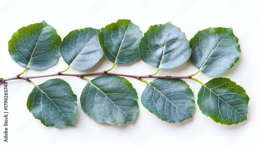 Obraz premium Green aspen branch with leaves presenting fresh natural botany on white