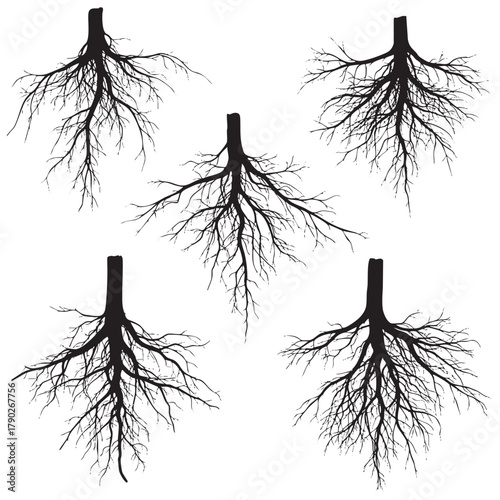 Five black silhouette tree root systems spreading outwards on a white background tree roots