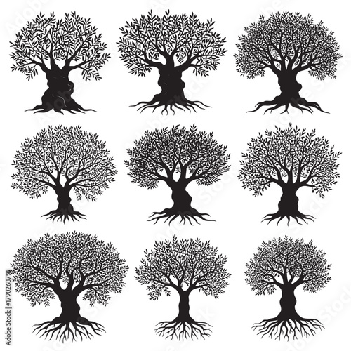 Nine black silhouette olive trees with visible roots on a white background black and white