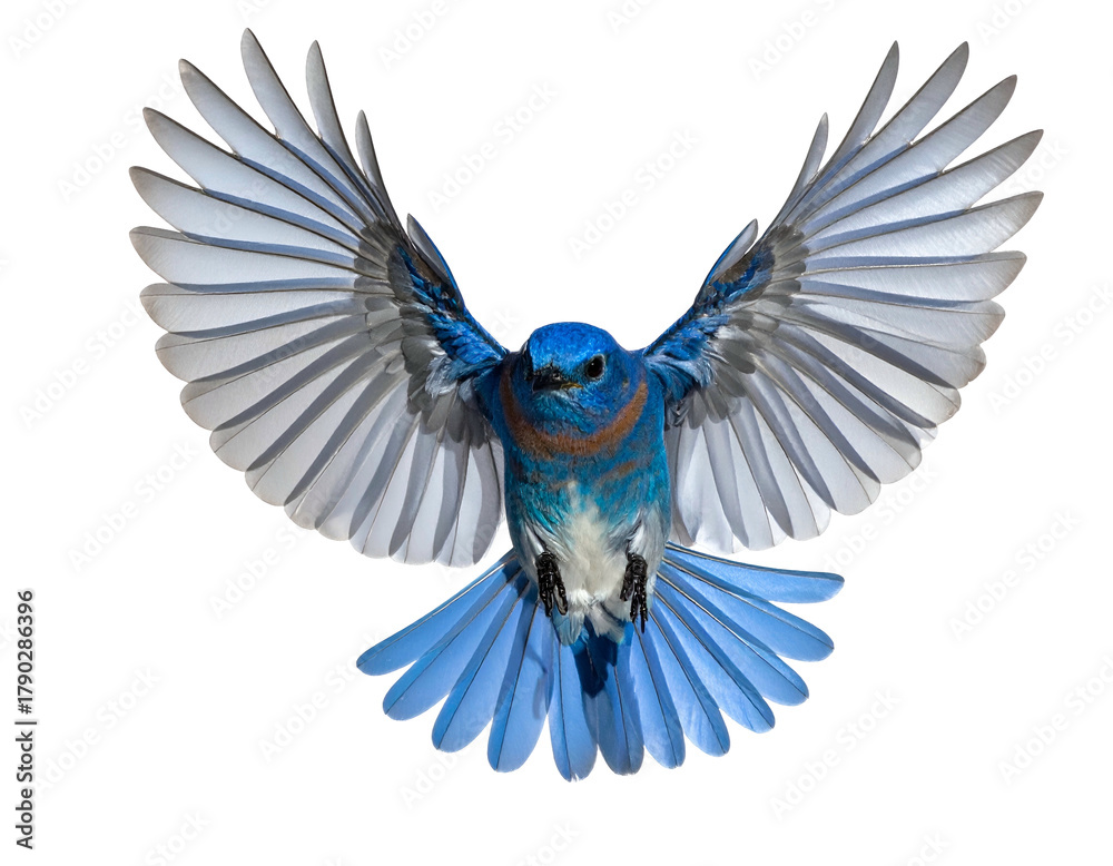Fototapeta premium Blue bird in flight, wings spread wide, soaring motion